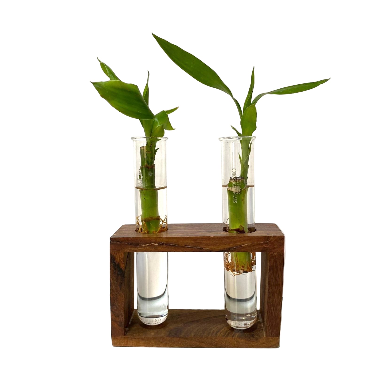 Two glass vases with green plants on a wooden stand against a white background