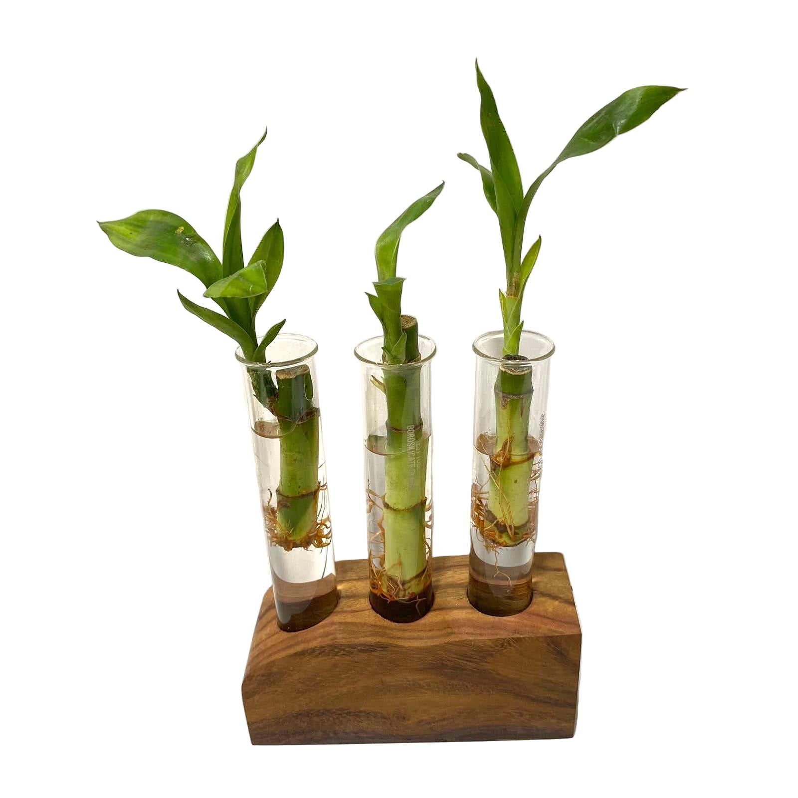 Three bamboo plants in glass vases on a wooden block against a white background
