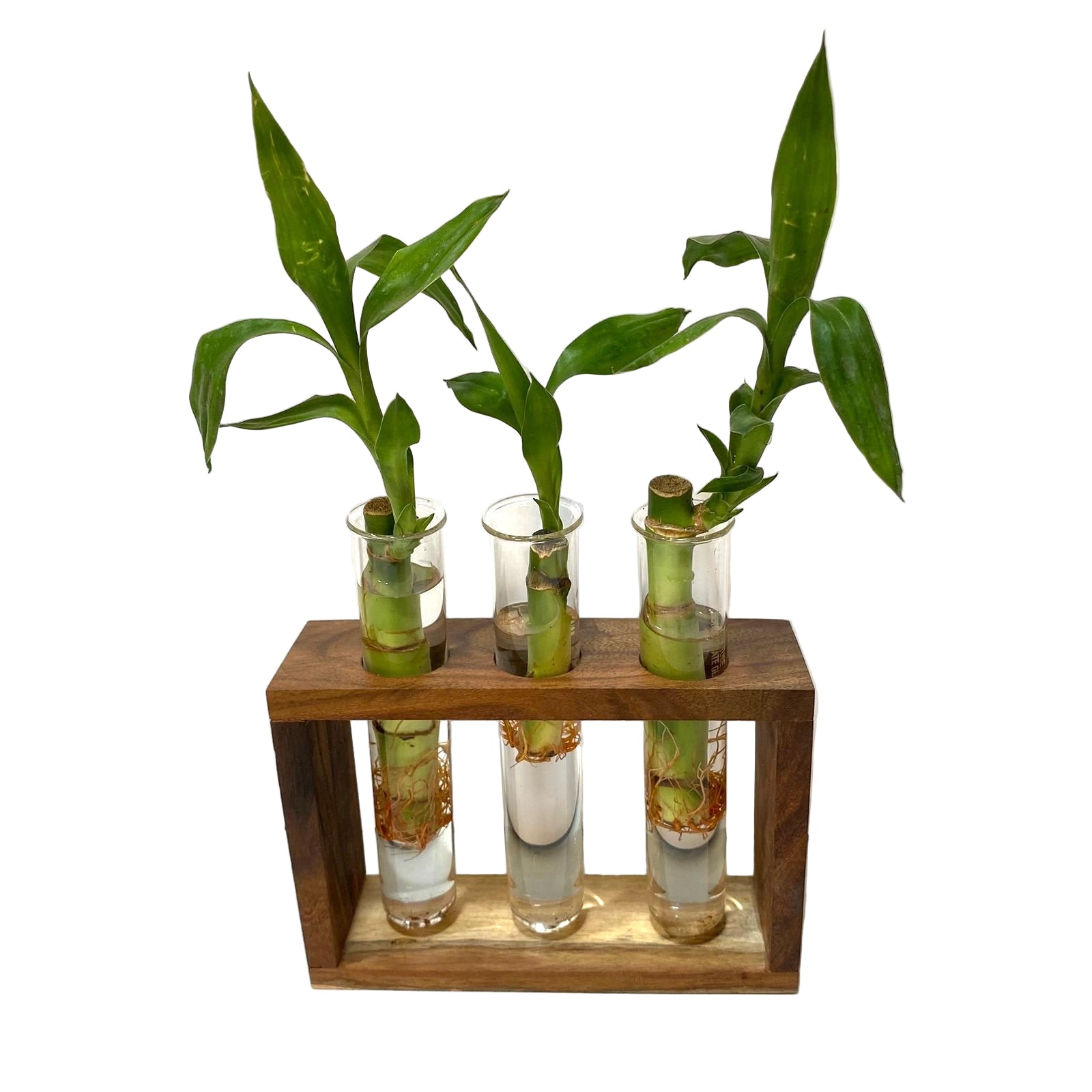Three bamboo plants in glass vases on a wooden stand against a white background