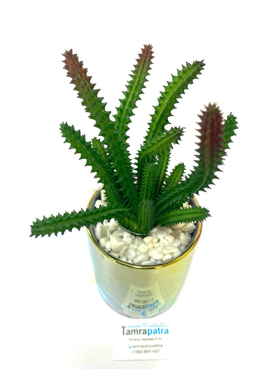 Modern Plants Exclusive Home Décor Collection Artware Handicrafts By Tamrapatra