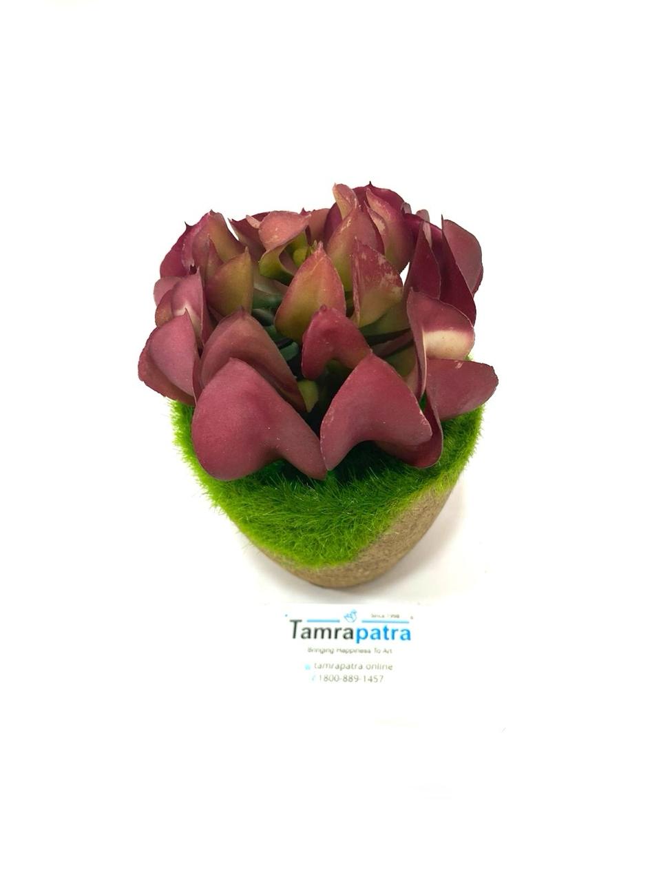 Indoor Moss Plant Cork Based Trapezoid Pot With Variety Succulents Tamrapatra