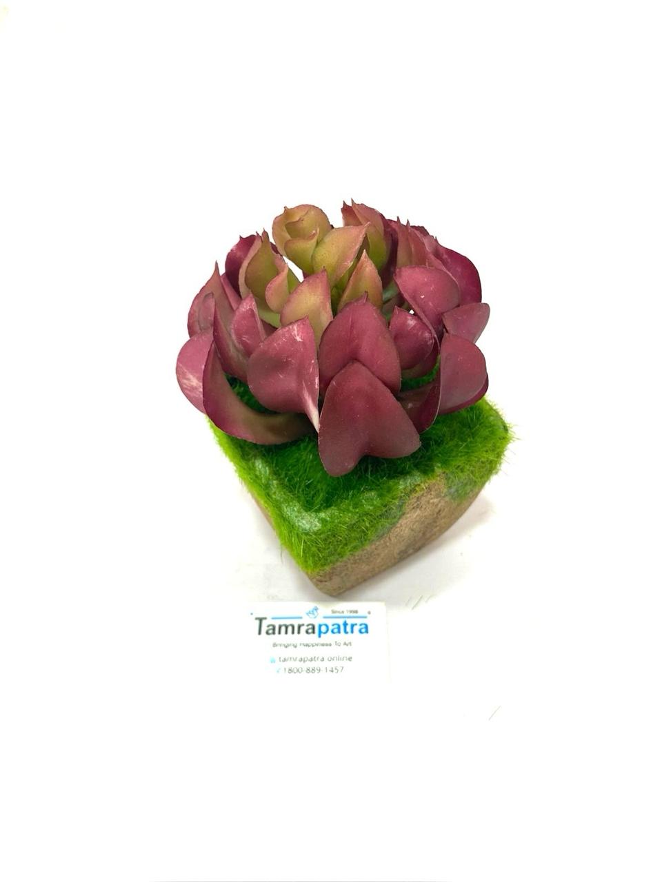 Standard Trapezoid Style Cork Moss Plants With Unique Succulents Tamrapatra