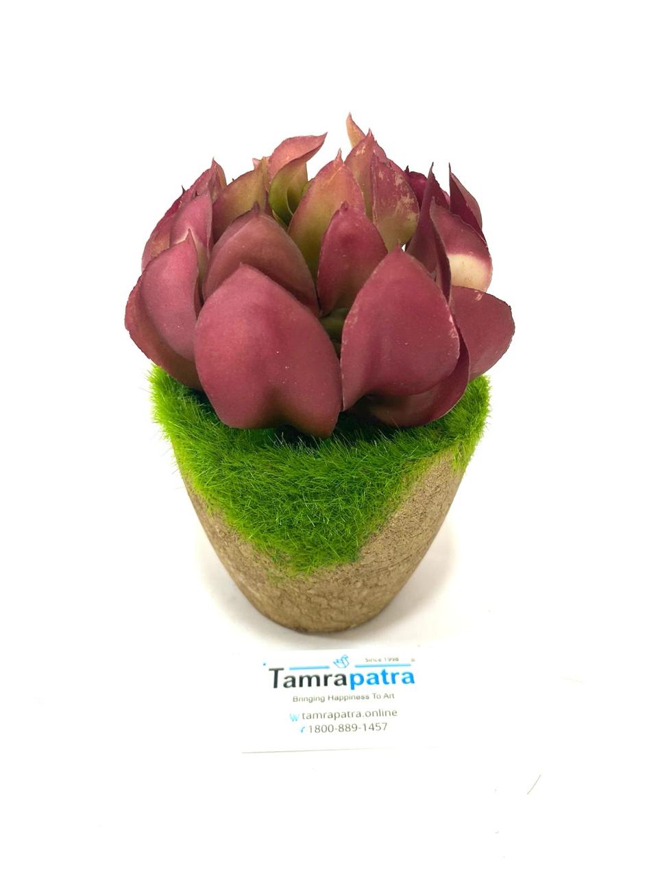 Indoor Moss Plant Cork Based Trapezoid Pot With Variety Succulents Tamrapatra