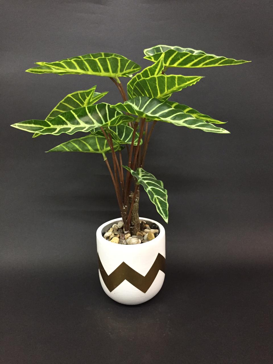 Alocasia Indoor Plant With Modern Zigzag Designer White Golden Pot Tamrapatra