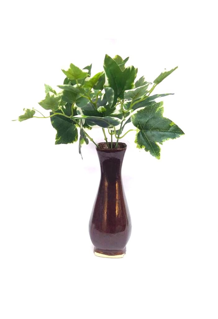 Euonymus Albomarginatus Plants Bunch Extraordinary Collectible From Tamrapatra