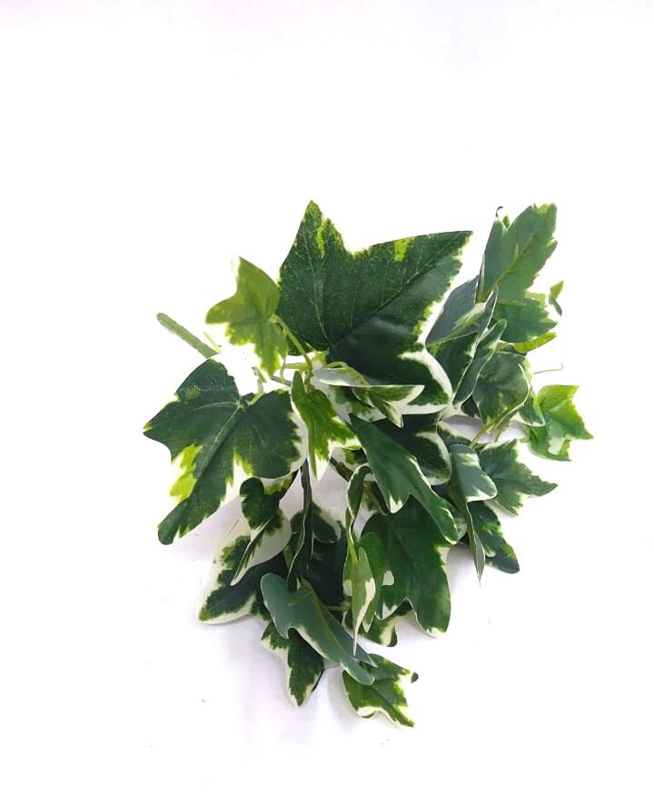 Euonymus Albomarginatus Plants Bunch Extraordinary Collectible From Tamrapatra