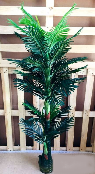 Palm Big Tree Plants Indoor Outdoor Exclusive Collection Home Office By Tamrapatra