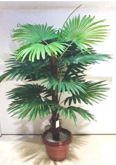 office palm plant Footstool Palm Garden big Tree Plants Home Office Decoration From Tamr