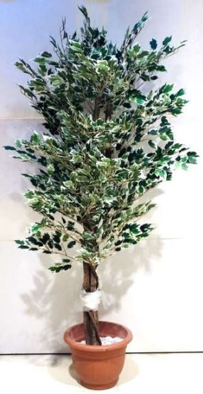 English Boxwood Planter Tree For Corner & Entrance Décor Ideas From Tamrapatra