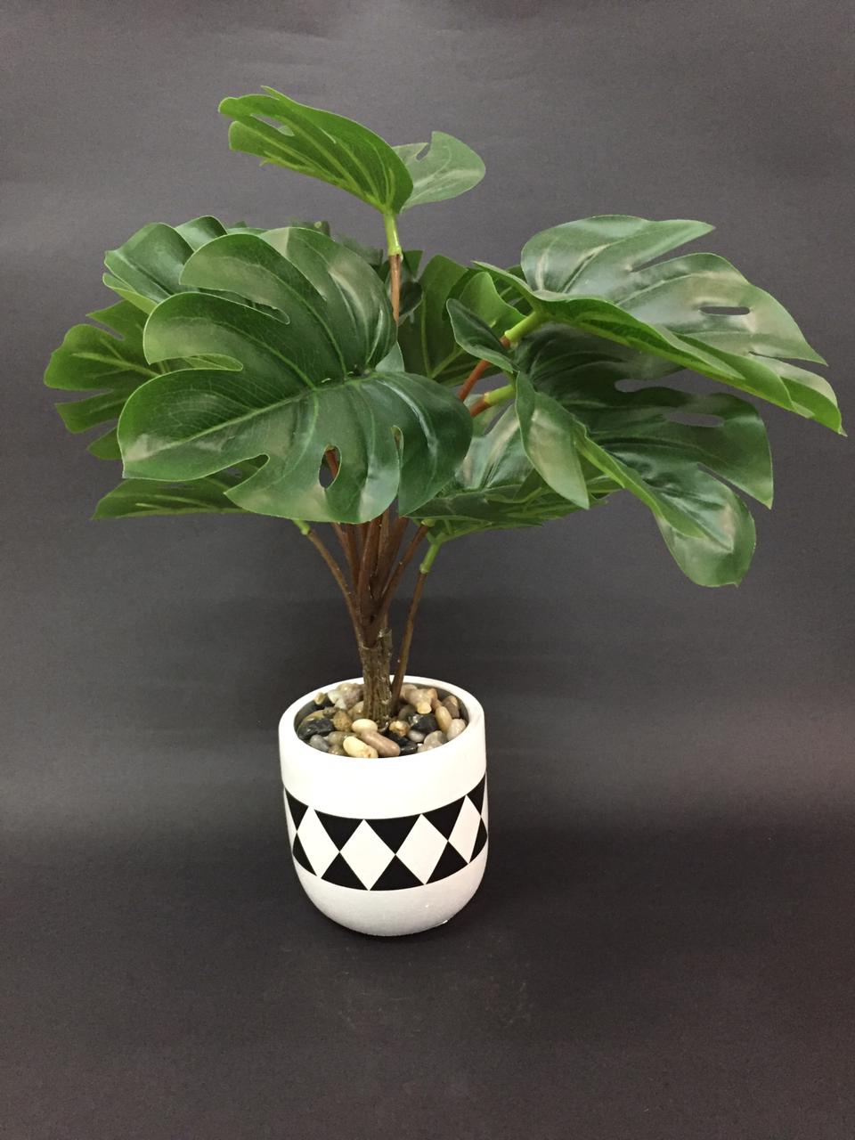 Limited Edition Swiss Cheese Plant In Designer Pot Home Garden Tamrapatra