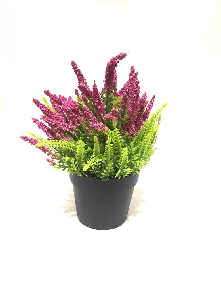 Lavandula Plant In Black Pots Home Decoration Ideas Garden Style Tamrapatra