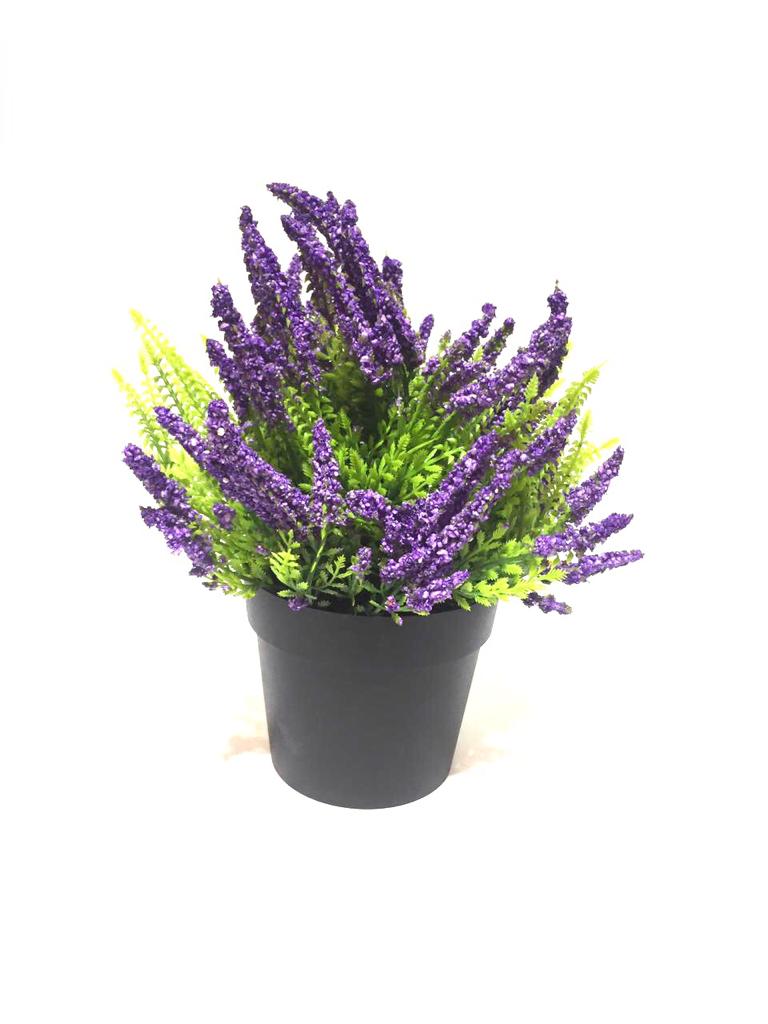 Lavandula Plant In Black Pots Home Decoration Ideas Garden Style Tamrapatra