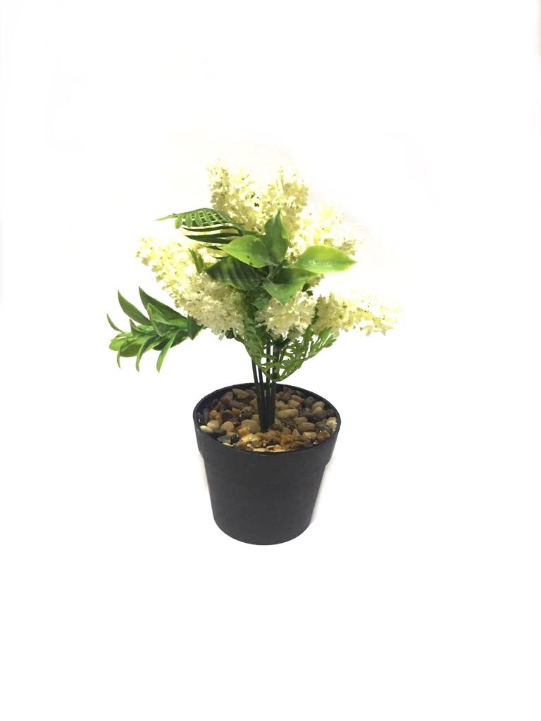 Acacia Dealbata Attractive Plant In Bold Black Pots For House Décor Tamrapatra