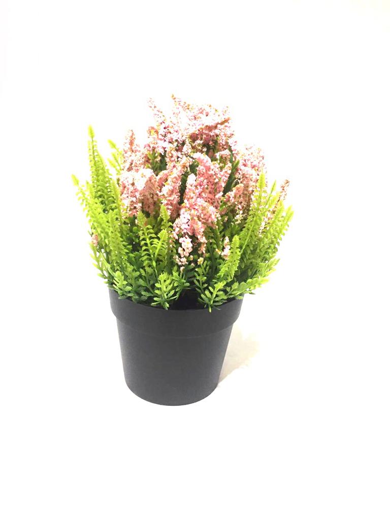 Lavandula Plant In Black Pots Home Decoration Ideas Garden Style Tamrapatra