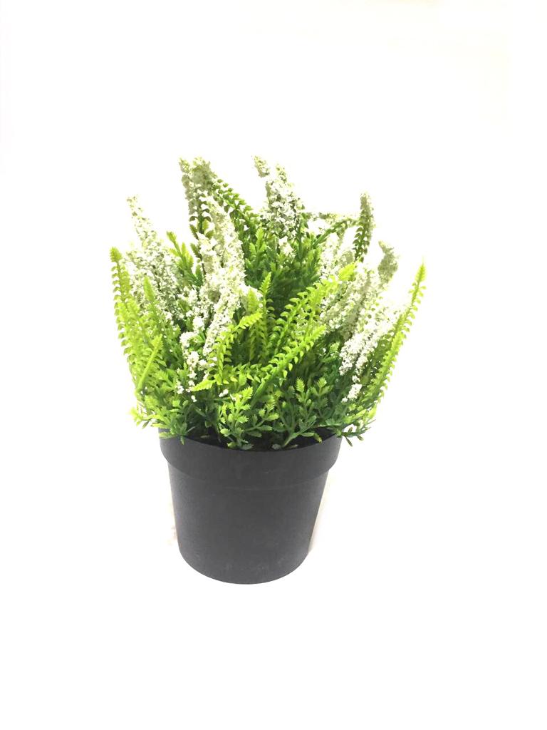 Lavandula Plant In Black Pots Home Decoration Ideas Garden Style Tamrapatra