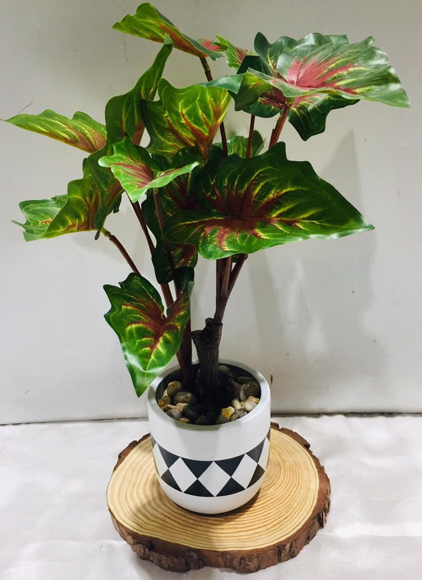 Caladium Thai Plant Artificial Monochrome Stylish Pot With Stones Tamrapatra