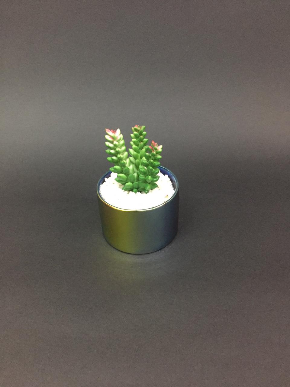 Rainbow Modern Pots With Succulents Indoor Lifestyle Interior Design Tamrapatra
