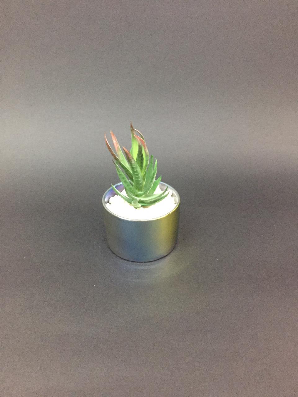 Rainbow Modern Pots With Succulents Indoor Lifestyle Interior Design Tamrapatra