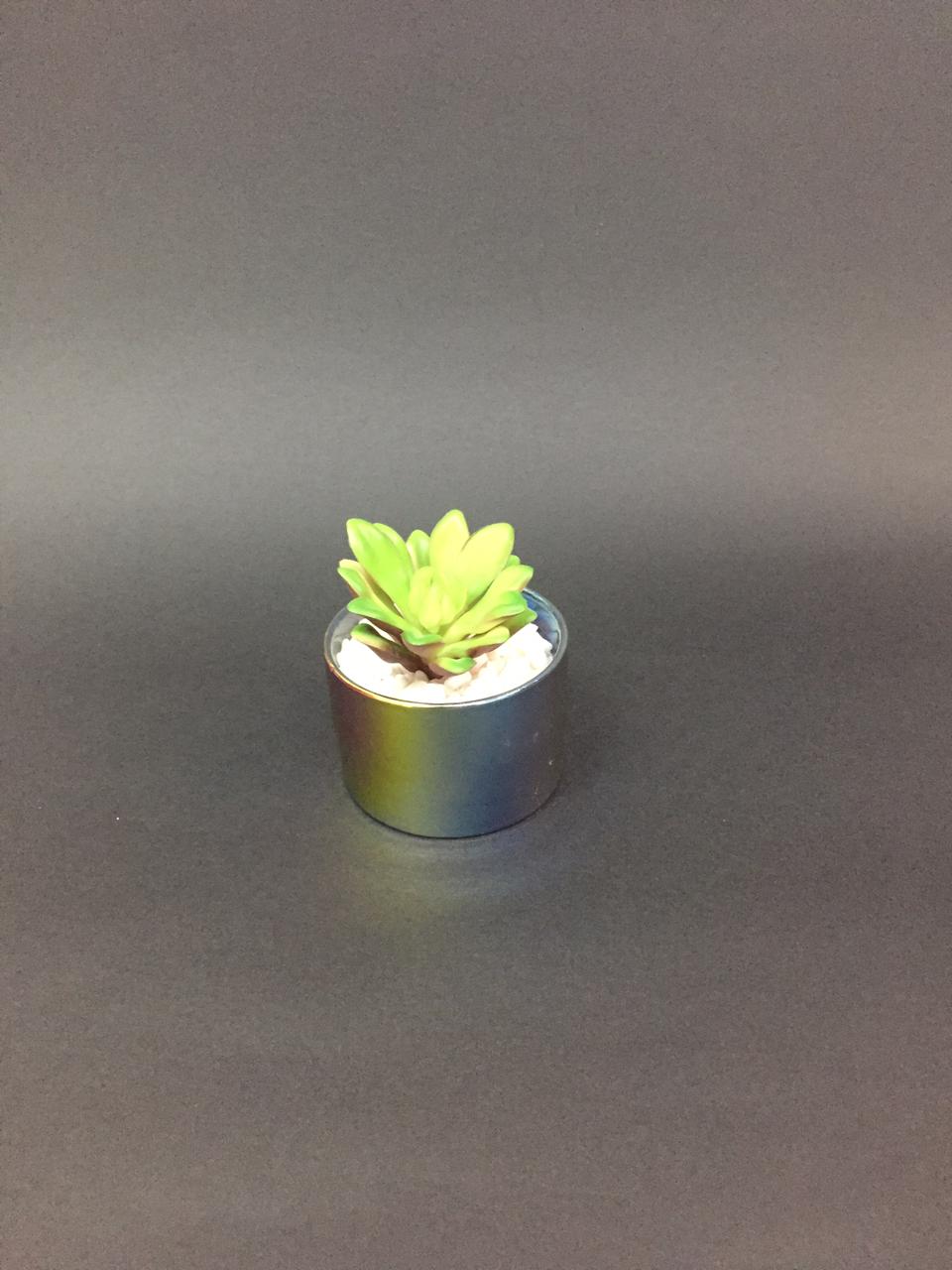 Rainbow Modern Pots With Succulents Indoor Lifestyle Interior Design Tamrapatra