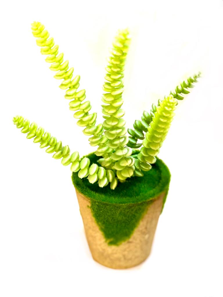 Moss Designer Indoor Plants With Various Succulents Home Décor By Tamrapatra