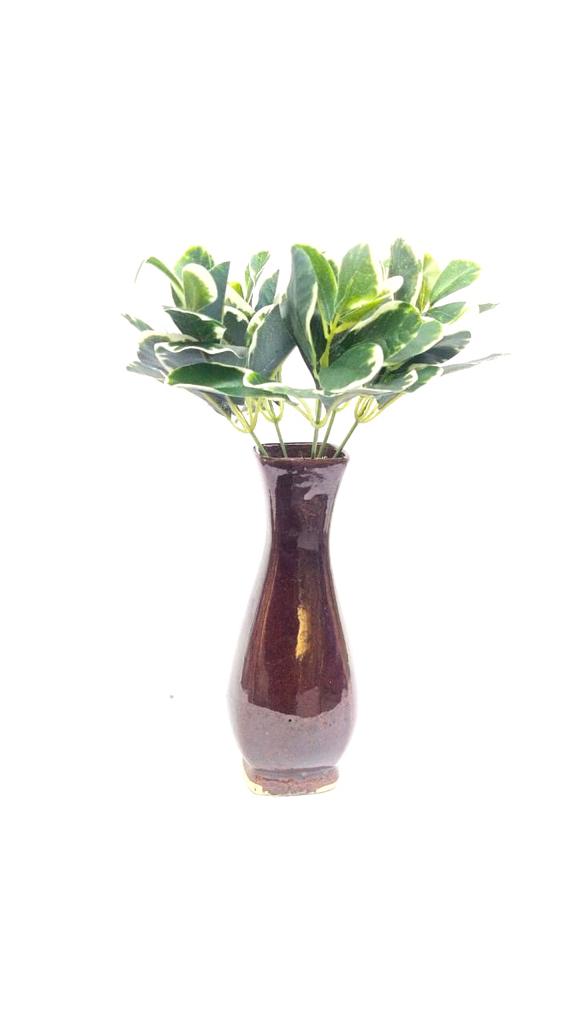 Euonymus Albomarginatus Plants Bunch Extraordinary Collectible From Tamrapatra