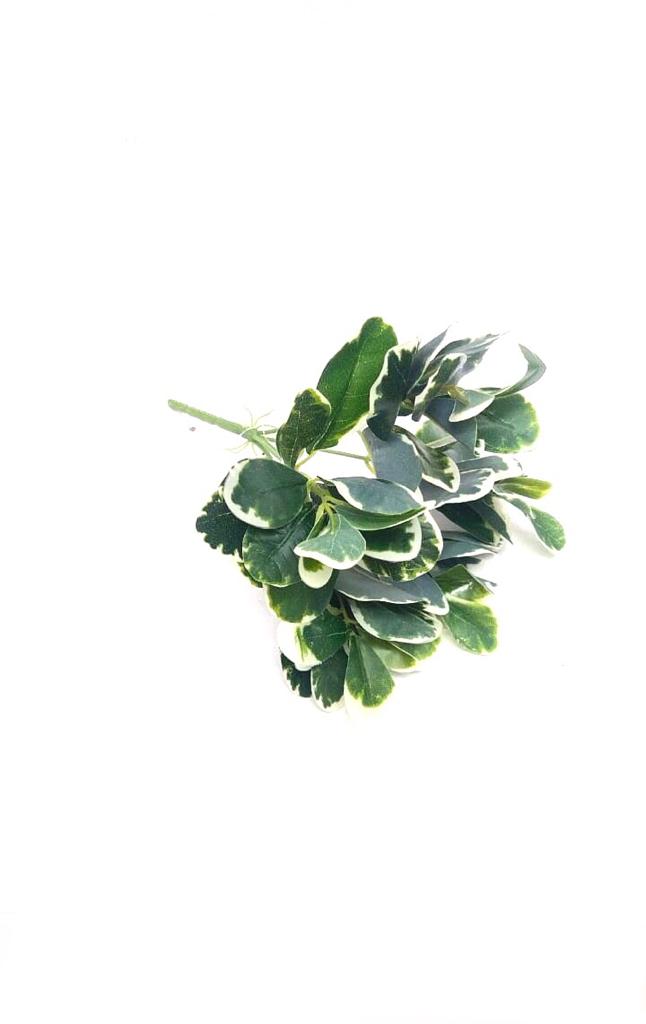 Euonymus Albomarginatus Plants Bunch Extraordinary Collectible From Tamrapatra