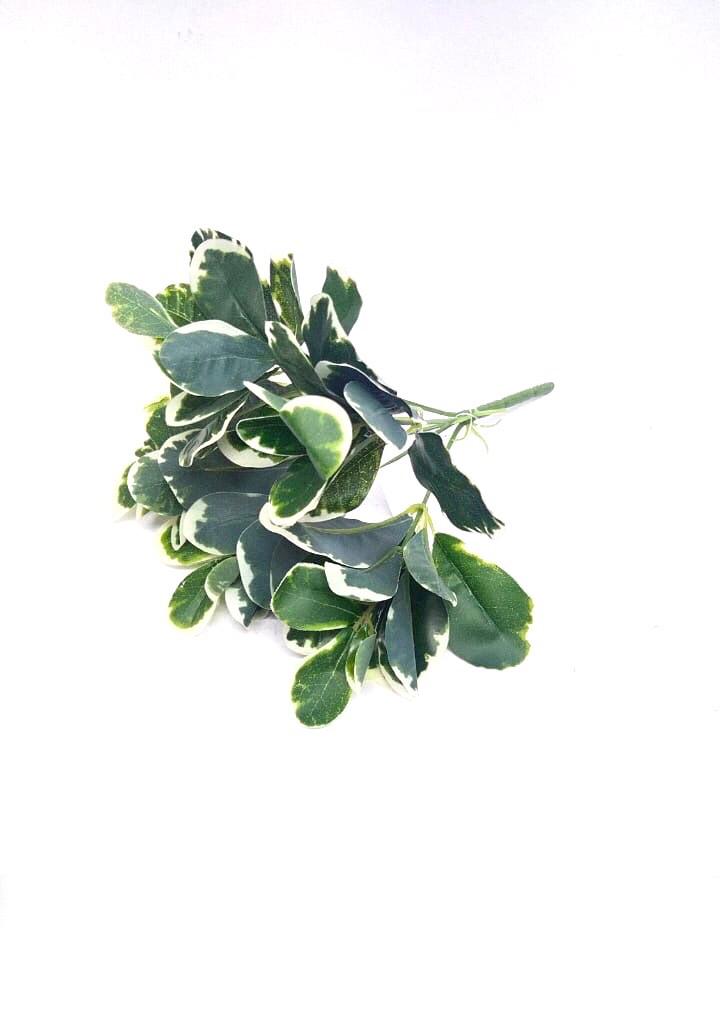 Euonymus Albomarginatus Plants Bunch Extraordinary Collectible From Tamrapatra