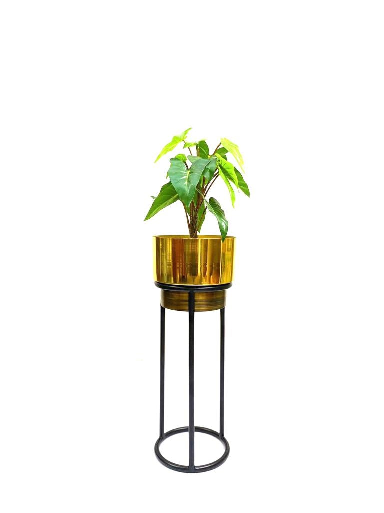 Dual Golden Shades Planters With Classic Black Stand Garden By Tamrapatra