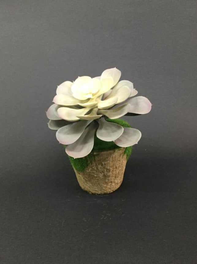 Moss Designer Indoor Plants With Various Succulents Home Décor By Tamrapatra