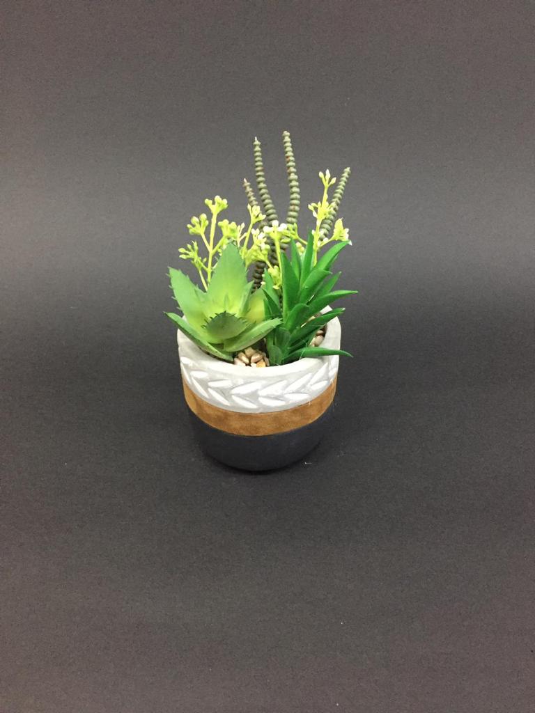 Cement Stylish Pots With Bright Succulents In Sand Arranged Plants Tamrapatra