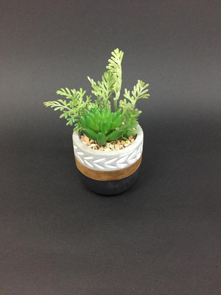 Cement Stylish Pots With Bright Succulents In Sand Arranged Plants Tamrapatra