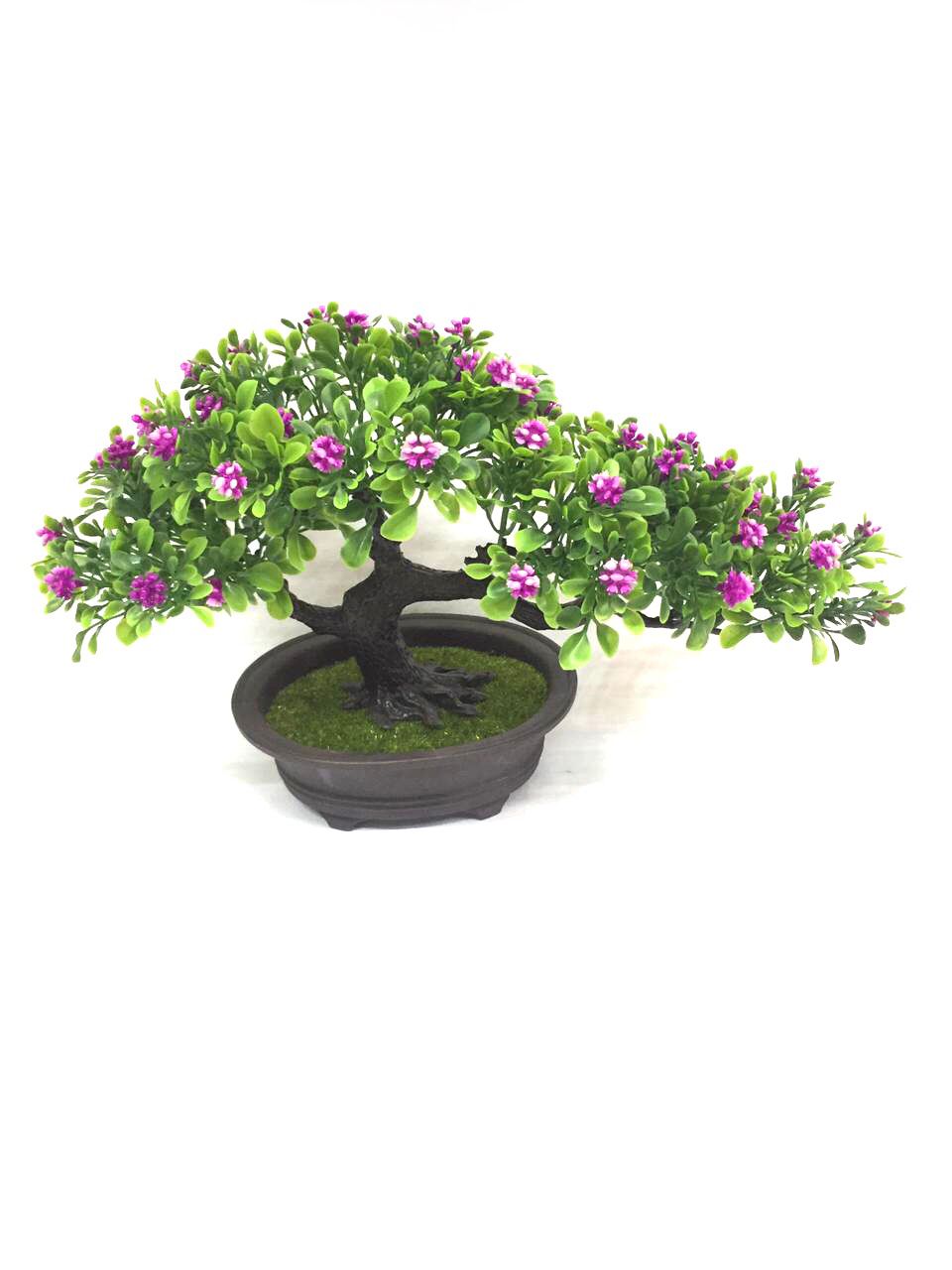 Florist Kalanchoe Plant Beautiful Colors To Spruce Up Your Living Space Tamrapatra