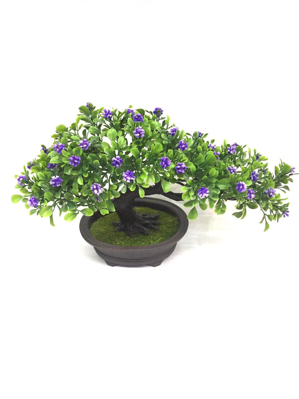 Florist Kalanchoe Plant Beautiful Colors To Spruce Up Your Living Space Tamrapatra