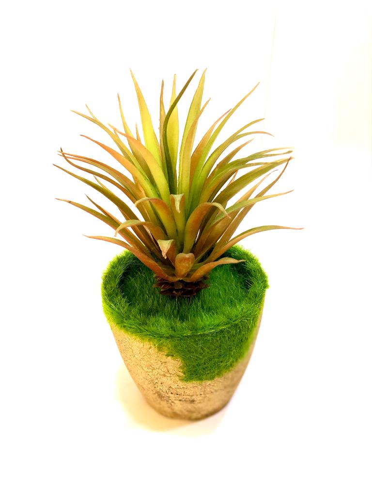 Indoor Moss Plant Cork Based Trapezoid Pot With Variety Succulents Tamrapatra