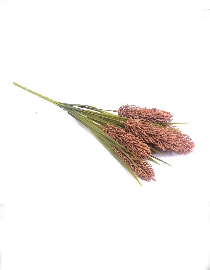 Hare's Tail Grass Unique Flower Bunch Extraordinary Garden Collection Tamrapatra