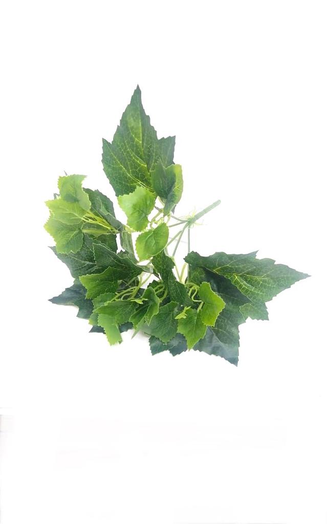 Hedera Helix Plants Bunch In Various Style & Sizes Home Décor Garden Tamrapatra