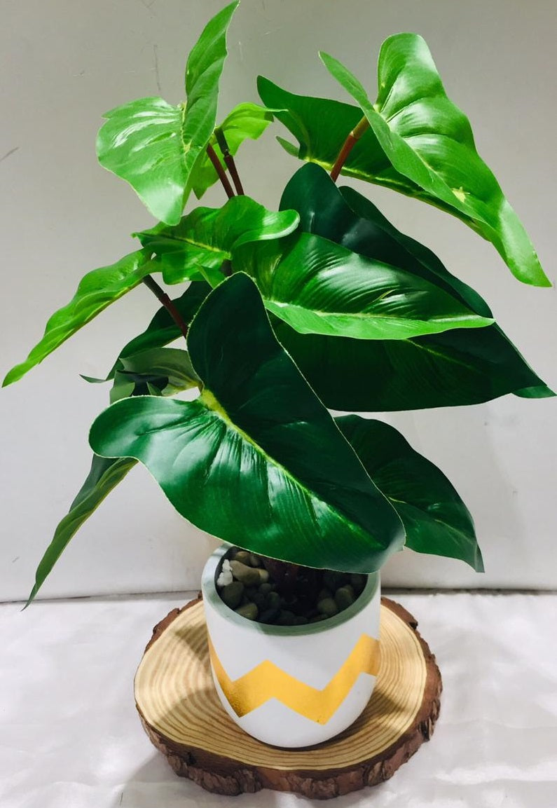 designer philodendron Philodendron Plant In Modern Golden Zigzag Designer Pots Garden Tamrap