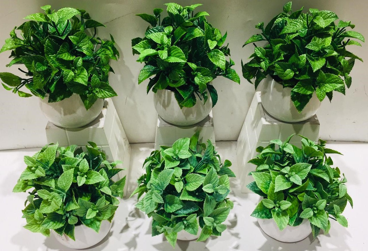 Peppermint Plant In White Pot Add Greenery To Your Sweet Homes By Tamrapatra