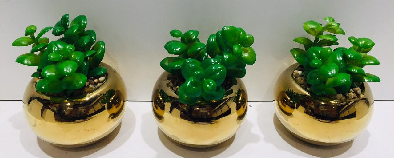 Golden Pot With Succulents Artificial Interior Home Garden Plants Tamrapatra