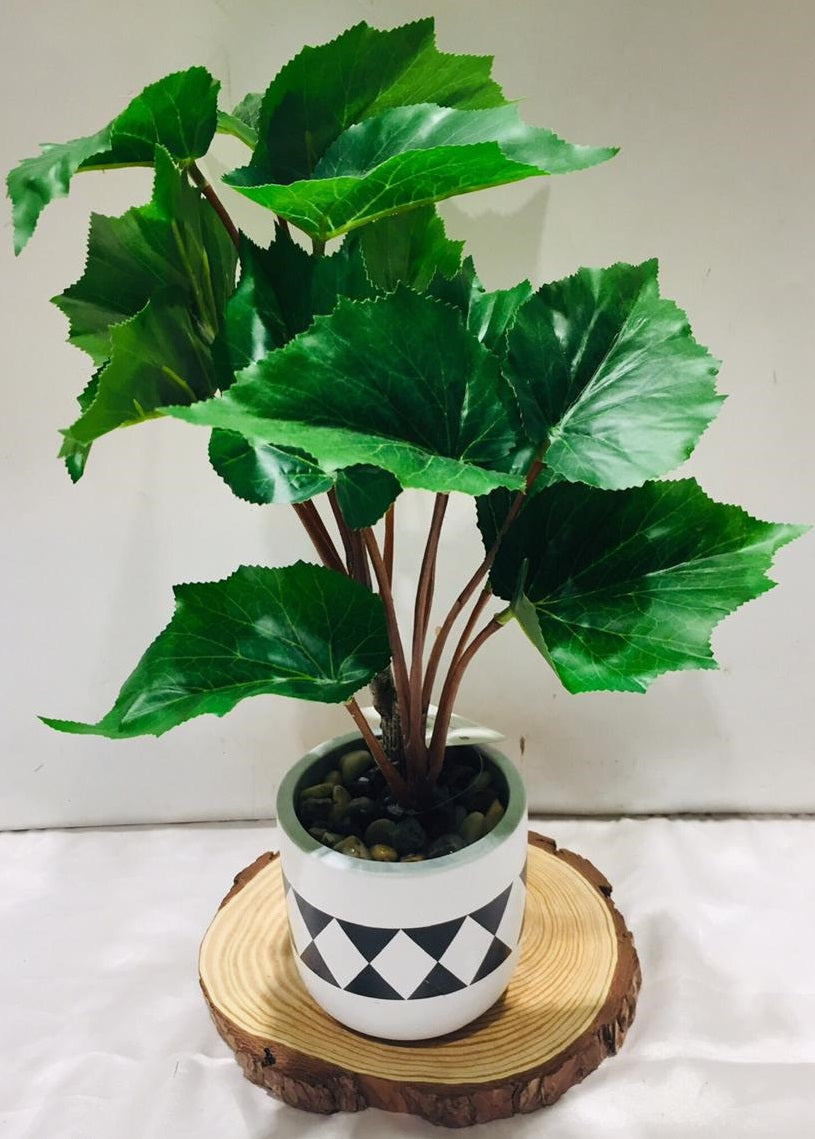 Leopard Plant In Monochrome Based Theme Pots Indoor Décor Tamrapatra