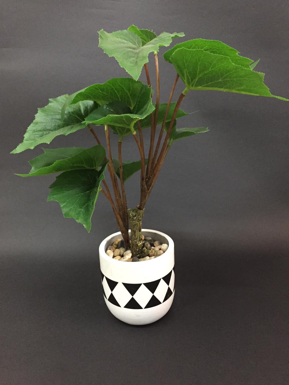 Leopard Plant In Monochrome Based Theme Pots Indoor Décor Tamrapatra