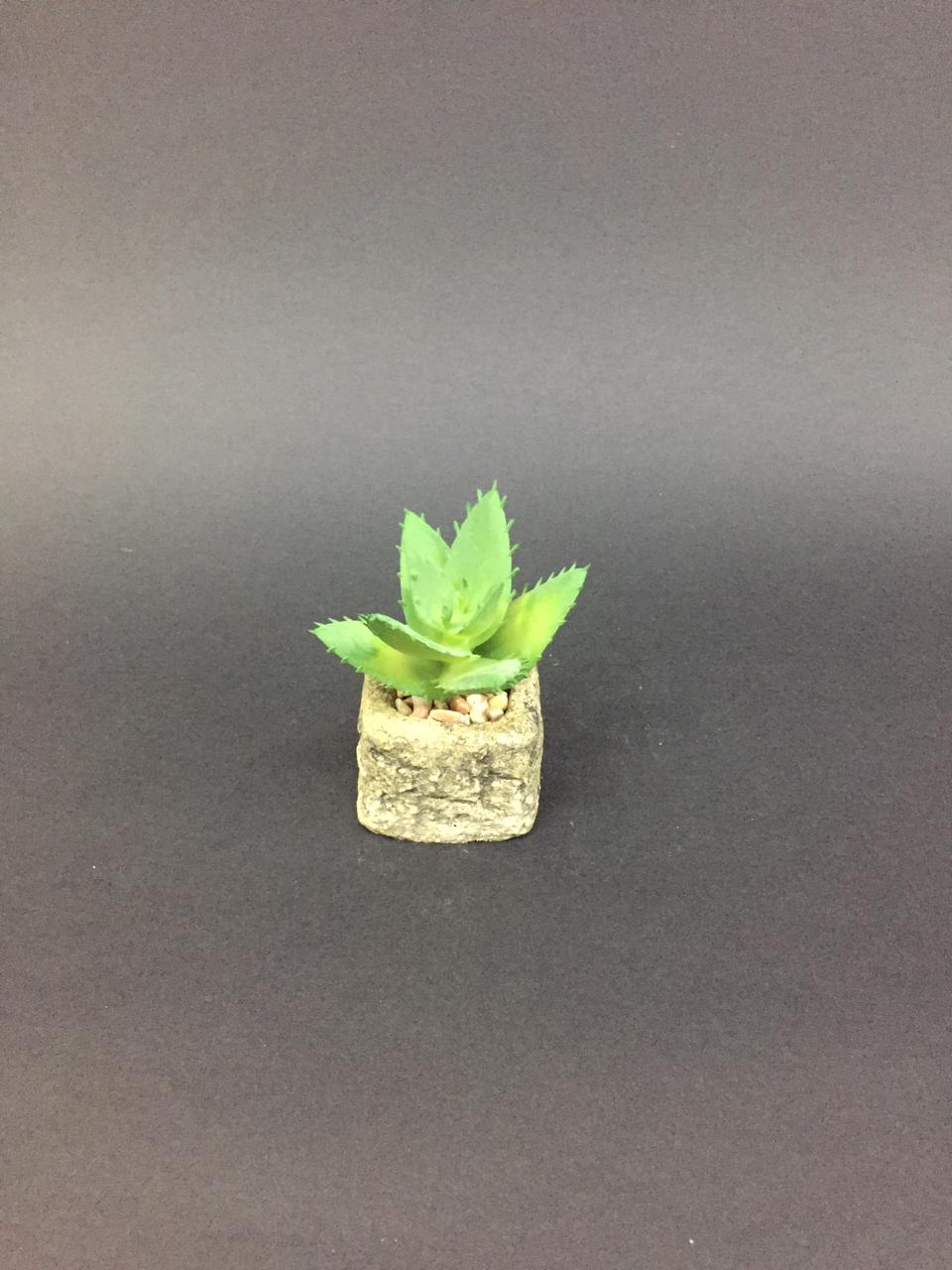 Sweet Mini Succulents With Pots & Stones For Indoor Décor Plants By Tamrapatra