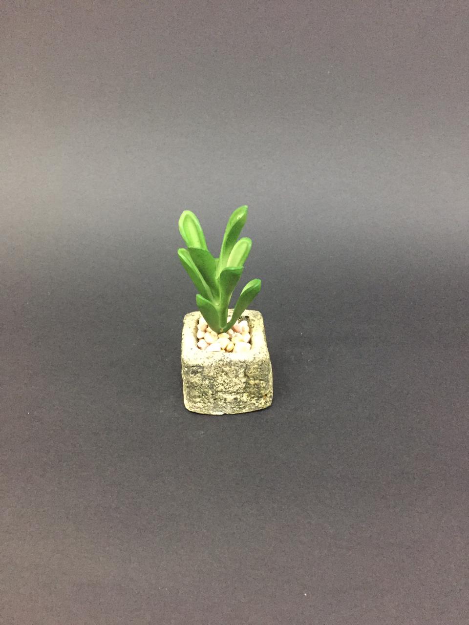 Sweet Mini Succulents With Pots & Stones For Indoor Décor Plants By Tamrapatra