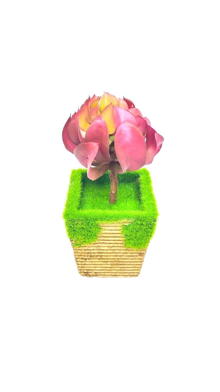 Indoor Plants Garden Selection Moss Pots With Pretty Succulents Tamrapatra