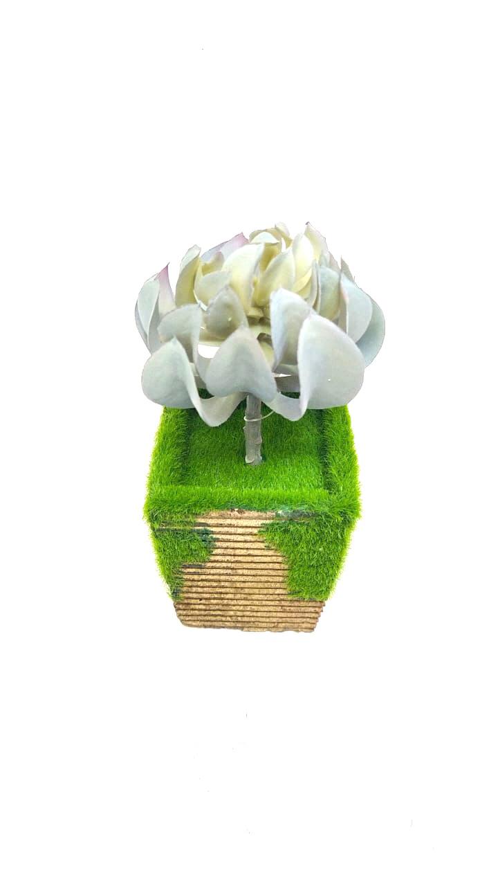 Indoor Plants Garden Selection Moss Pots With Pretty Succulents Tamrapatra