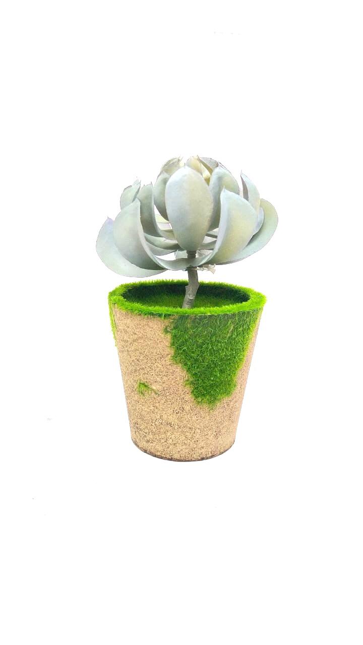 Moss Designer Indoor Plants With Various Succulents Home Décor By Tamrapatra