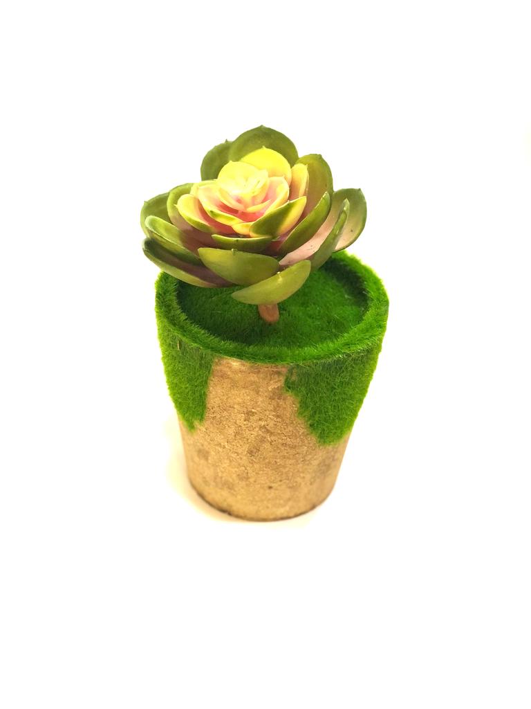 Moss Designer Indoor Plants With Various Succulents Home Décor By Tamrapatra