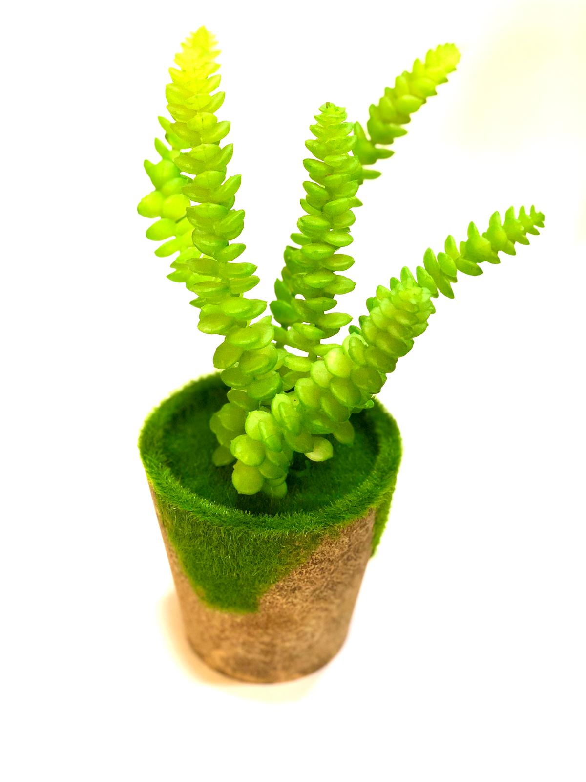 Moss Designer Indoor Plants With Various Succulents Home Décor By Tamrapatra