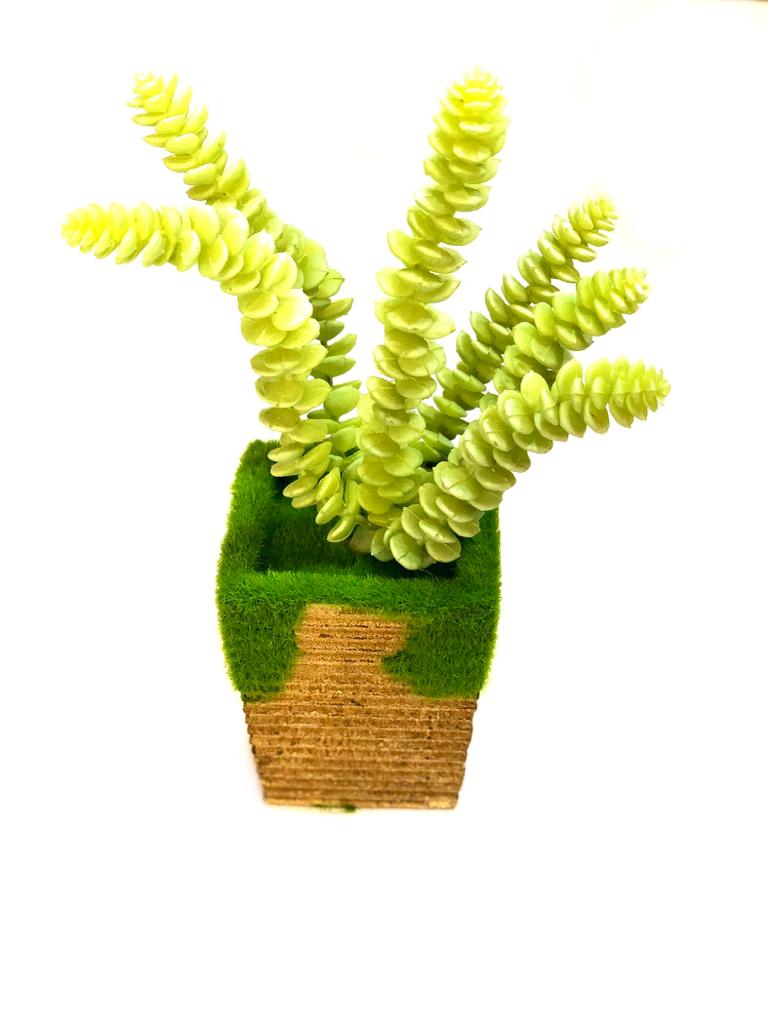 Indoor Plants Garden Selection Moss Pots With Pretty Succulents Tamrapatra