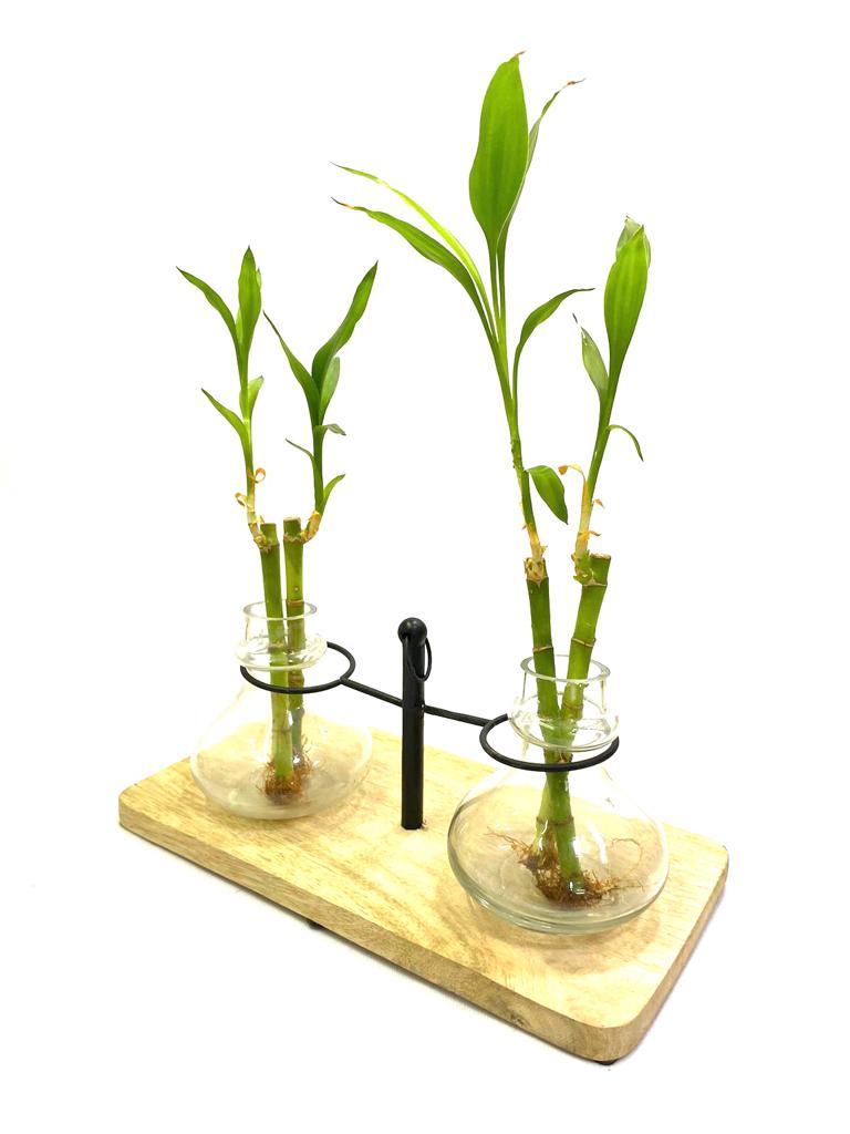2 Glass Planters On Wooden Stand & Metal Support Indoor Décor Tamrapatra